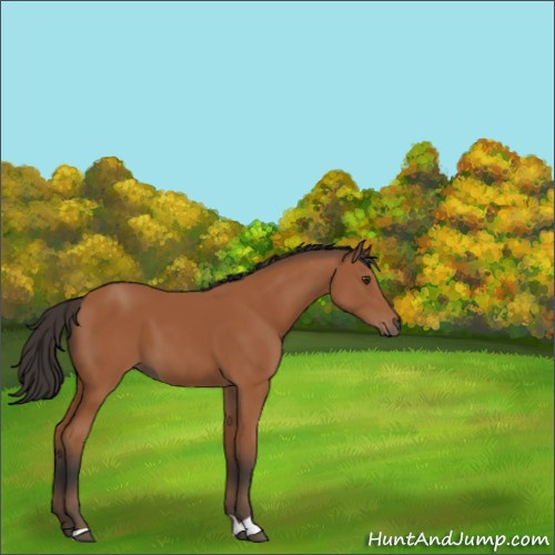 Horse Color:Bay 