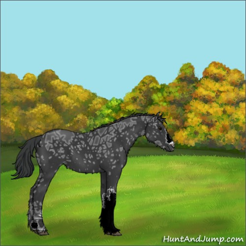 Horse Color:Black Ice 