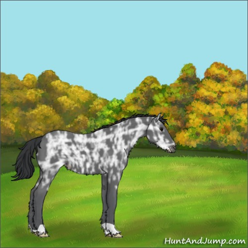 Horse Color:Black Ice 