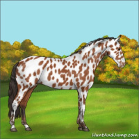 Horse Color:Bay Leopard