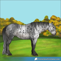 Horse Color:Black  and Gray Black 