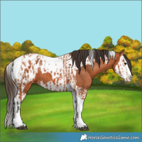 Horse Color:Bay Splash Tobiano Appaloosa and Bay Splash Tobiano Appaloosa