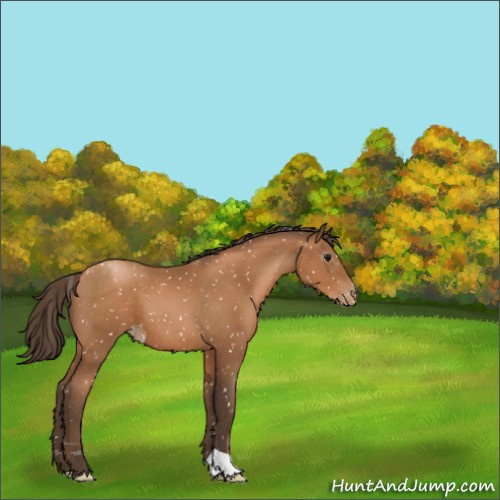 Horse Color:Gray Black Pearl Appaloosa 