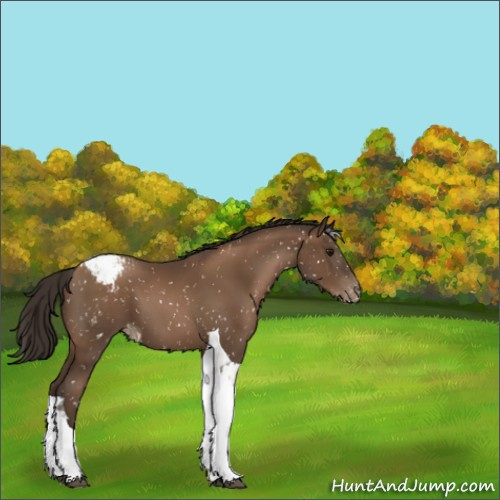 Horse Color:Gray Black Pearl Tobiano Appaloosa 