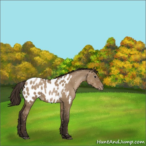 Horse Color:Gray Grullo Pearl Appaloosa 