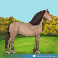 Horse Color:Amber Champagne