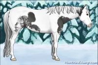 Horse Color:White Spotted Smoky Black Splash Tobiano 