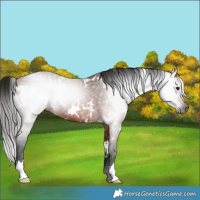 Horse Color:Gray White Spotted Bay Rabicano