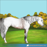 Horse Color:Gray White Spotted Bay Rabicano 