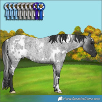 Horse Color:White Spotted Blue Roan