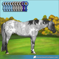 Horse Color:White Spotted Blue Roan 