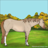 Horse Color:Red Dun 