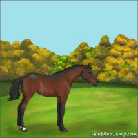 Horse Color:Brown Rabicano 