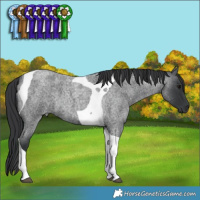 Horse Color:Blue Roan Tobiano