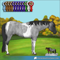 Horse Color:Blue Roan Tobiano