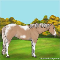 Horse Color:Silver Bay Dun Sabino Tobiano Frame Rabicano 