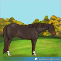 Horse Color:Liver Chestnut 