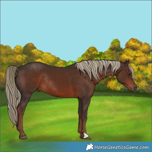 Horse Color:Liver Chestnut Rabicano 