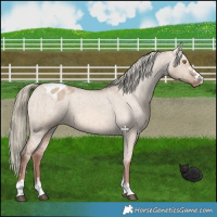 Horse Color:Red Dun Mushroom Appaloosa Brindle 
