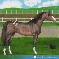 Horse Color:Bay Dun Appaloosa Brindle 