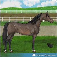 Horse Color:Brown Dun Varnish Brindle