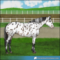 Horse Color:Brown Dun Near Leopard Brindle 