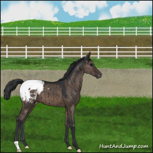 Horse Color:Brown Dun Appaloosa Brindle 
