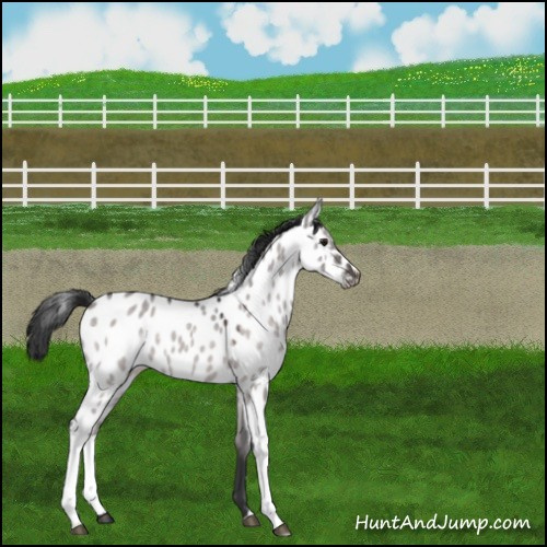 Horse Color:Platinum Brown Dun Appaloosa 