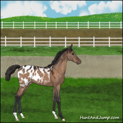 Horse Color:Brown Dun Appaloosa 