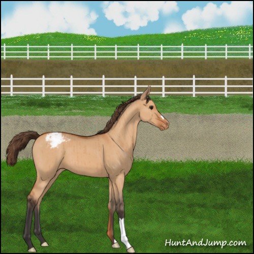 Horse Color:Bay Dun Appaloosa Brindle 