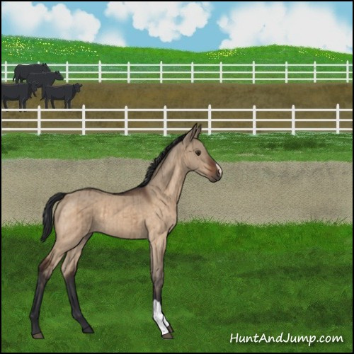 Horse Color:Brown Dun Brindle 