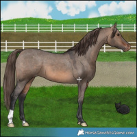 Horse Color:Brown Dun Varnish 