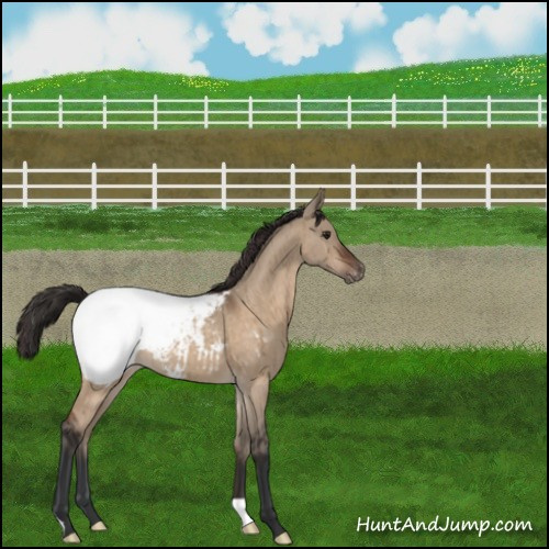 Horse Color:Brown Dun Appaloosa Brindle 