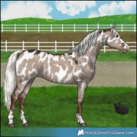 Horse Color:Liver Red Dun Mushroom Appaloosa