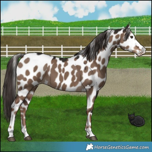 Horse Color:Liver Red Dun Appaloosa