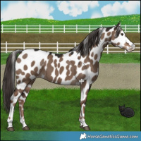 Horse Color:Liver Red Dun Leopard 