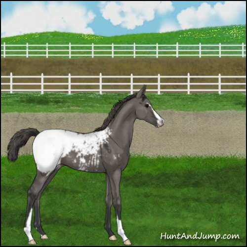 Horse Color:Grullo Sabino Appaloosa 