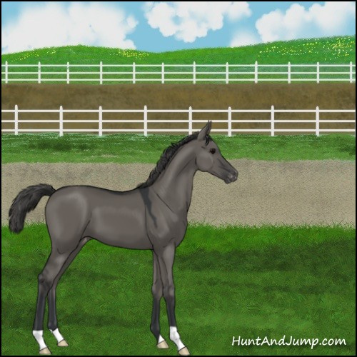 Horse Color:Grullo Appaloosa 