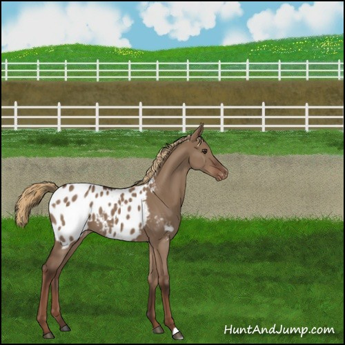 Horse Color:Liver Red Dun Appaloosa 