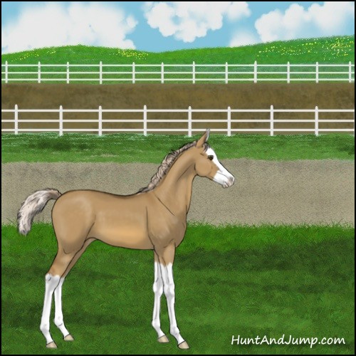 Horse Color:Chocolate Palomino Dun Splash Appaloosa 