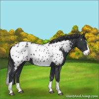 Horse Color:Black Splash Near Leopard 