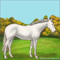 Horse Color:Perlino Roan Dun 
