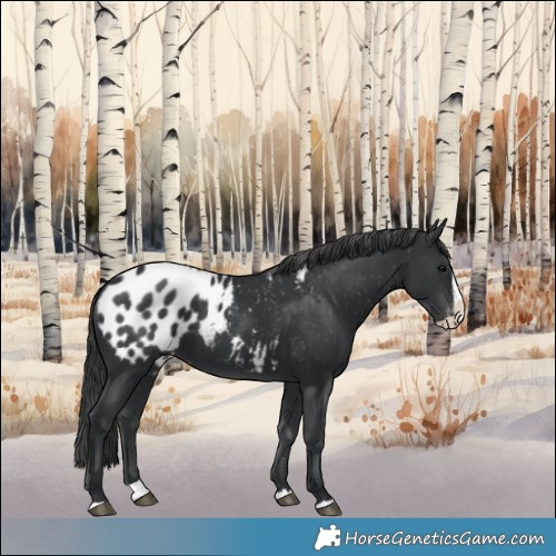 Horse Color:Black Splash Appaloosa