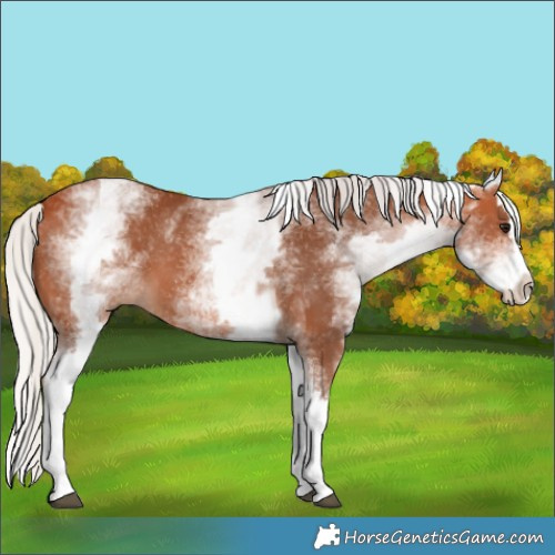 Horse Color:White Spotted Silver Bay Splash 