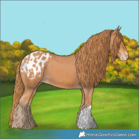 Horse Color:Chestnut Appaloosa 