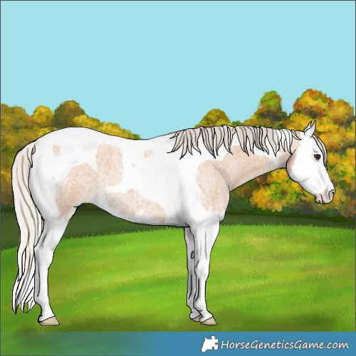 Horse Color:Silver Bay Roan Dun Splash Tobiano 
