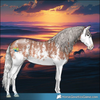 Horse Color:Silver Bay Sabino Splash 