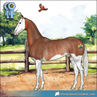Horse Color:Silver Bay Splash Rabicano