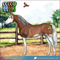Horse Color:Silver Bay Splash Rabicano