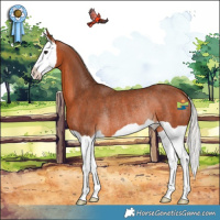 Horse Color:Silver Bay Splash Rabicano 